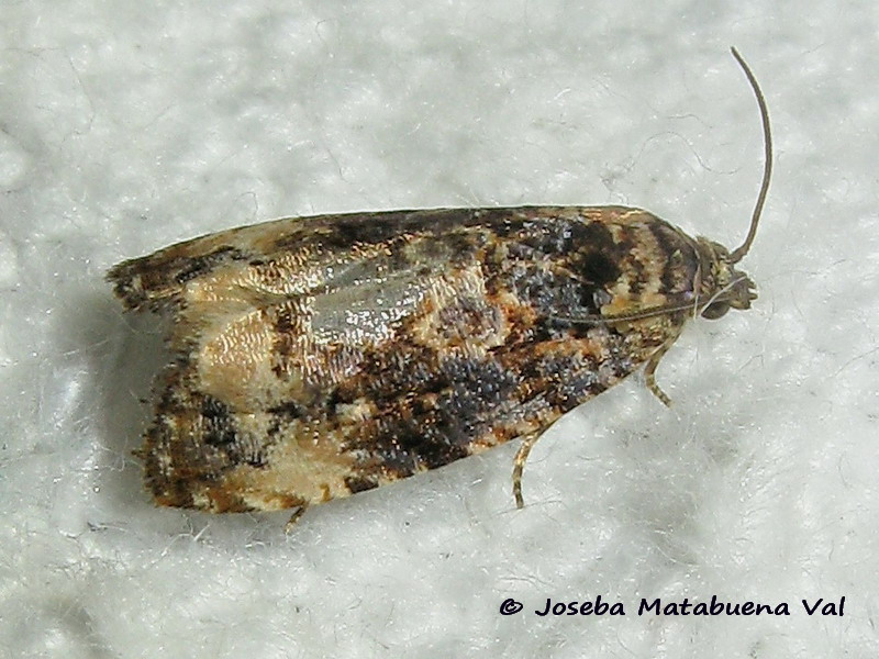 Endothenia marginana - Tortricidae